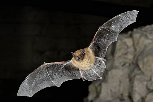 Common Pipistrelle bat in flight at night